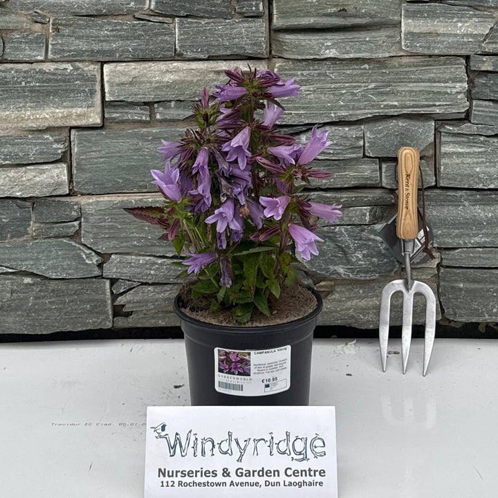 CAMPANULA 'Viking' 3L