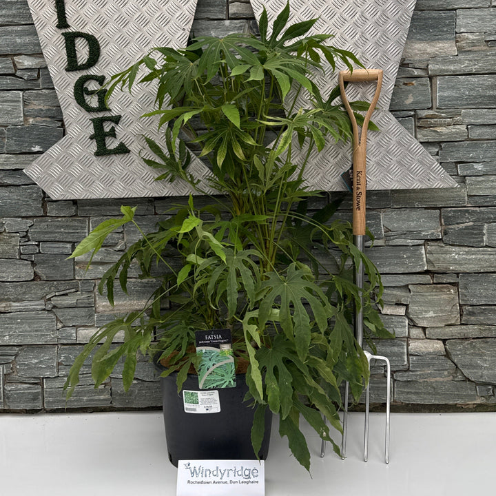 FATSIA polycarpa Green Fingers
