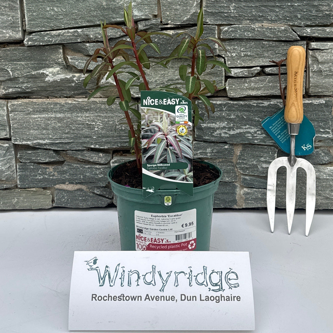 Euphorbia 'Excalibur' - Herbaceous - Windyridge Garden Centre