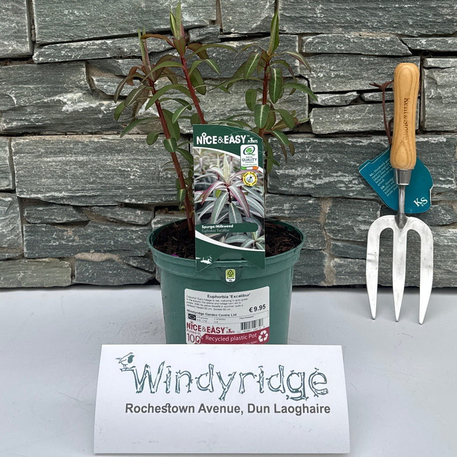 Euphorbia 'Excalibur' - Herbaceous - Windyridge Garden Centre