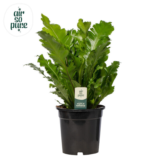 Asplenium nidus 'Campio' Air So Pure P17