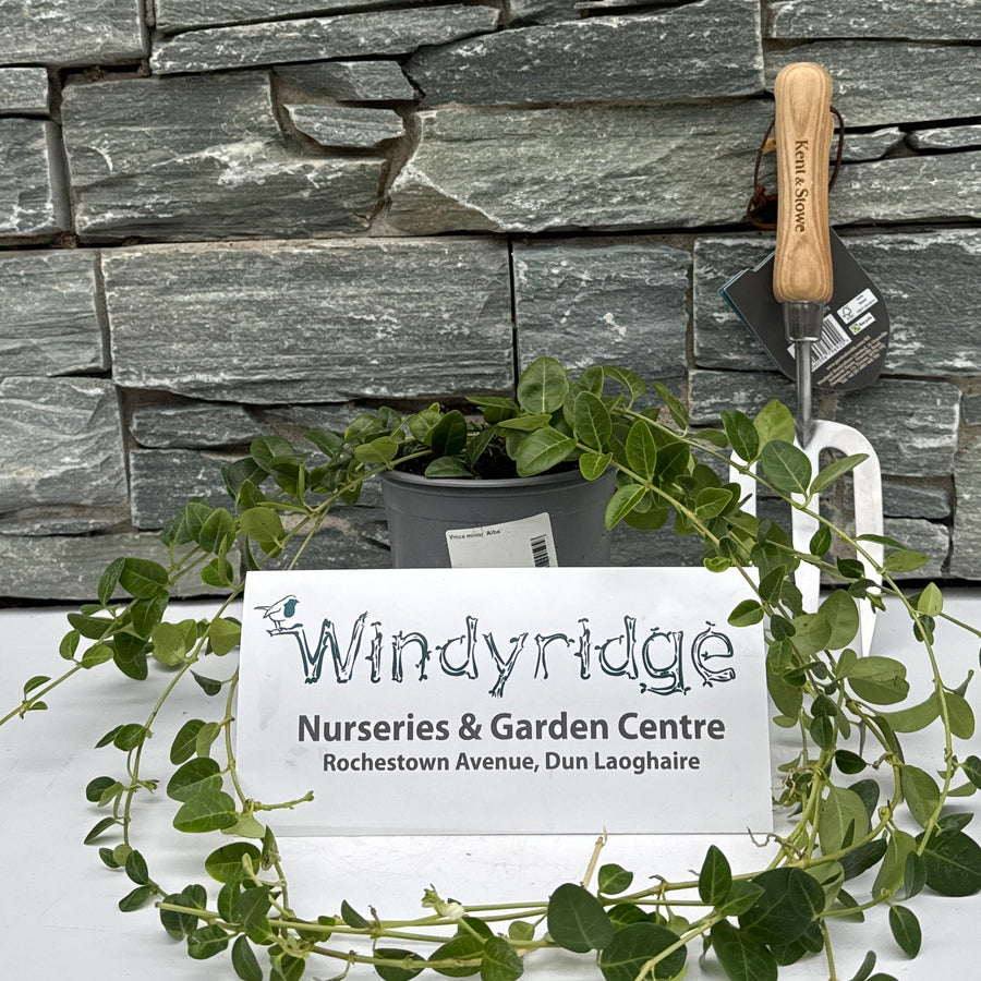 Vinca Minor Alba - Herbaceous - Windyridge Garden Centre