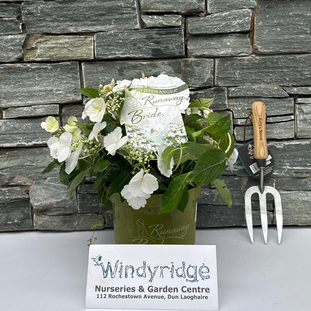 Hydrangea Runaway Bride P20