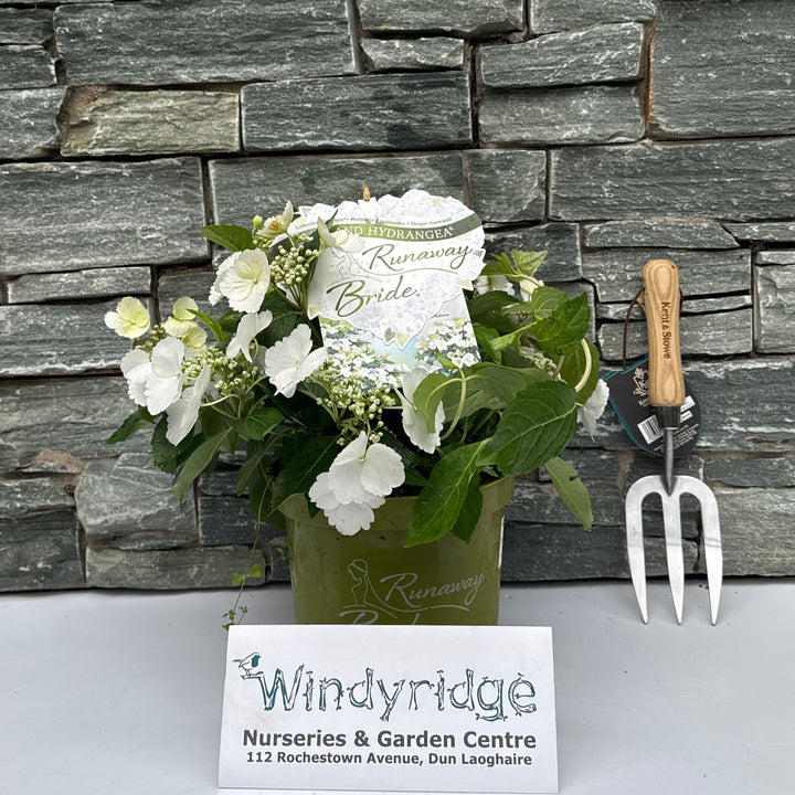 Hydrangea Runaway Bride P20