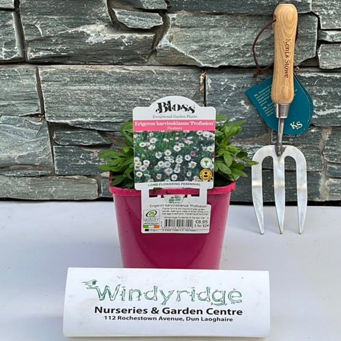 Erigeron Karvinskianus 'Profusion' - Herbaceous - Windyridge Garden Centre
