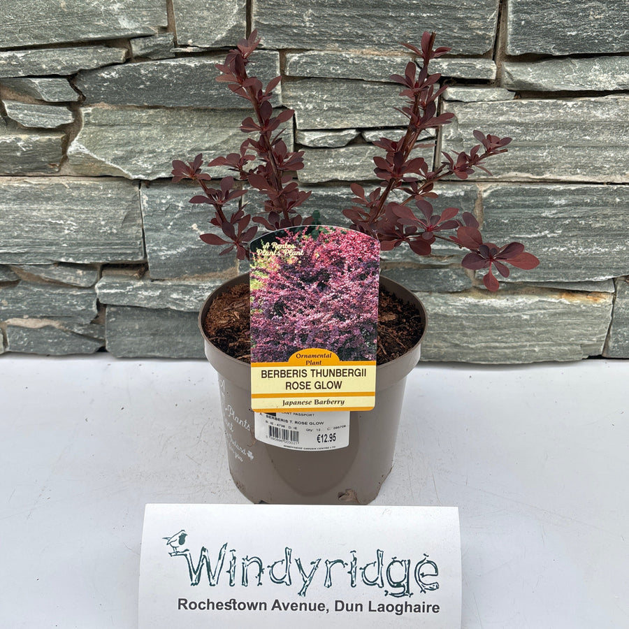 Berberis T. Rose Glow - Shrubs - Windyridge Garden Centre