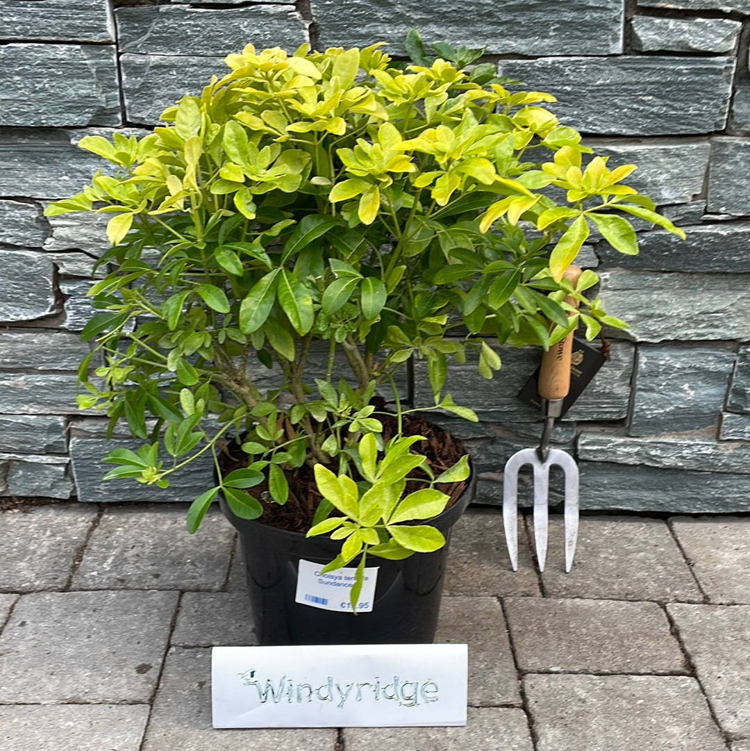 Choisya-ternata-Sundance-Potted-1