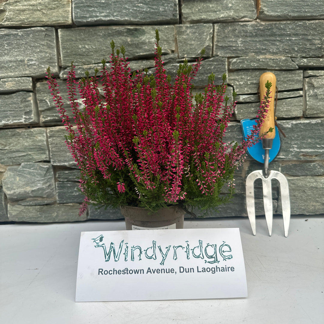 Calluna vulg. Garden Girls red  P12