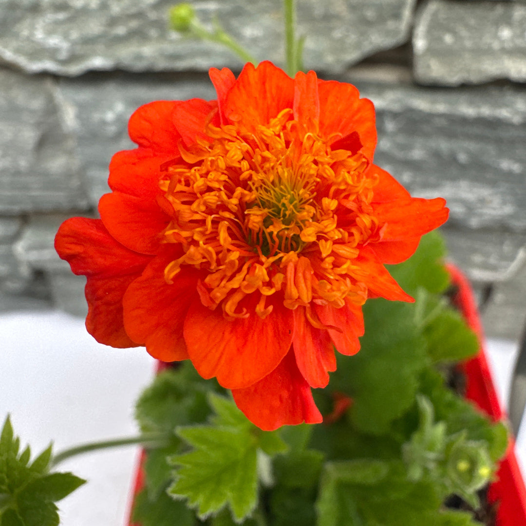 Geum Orange Pumpkin