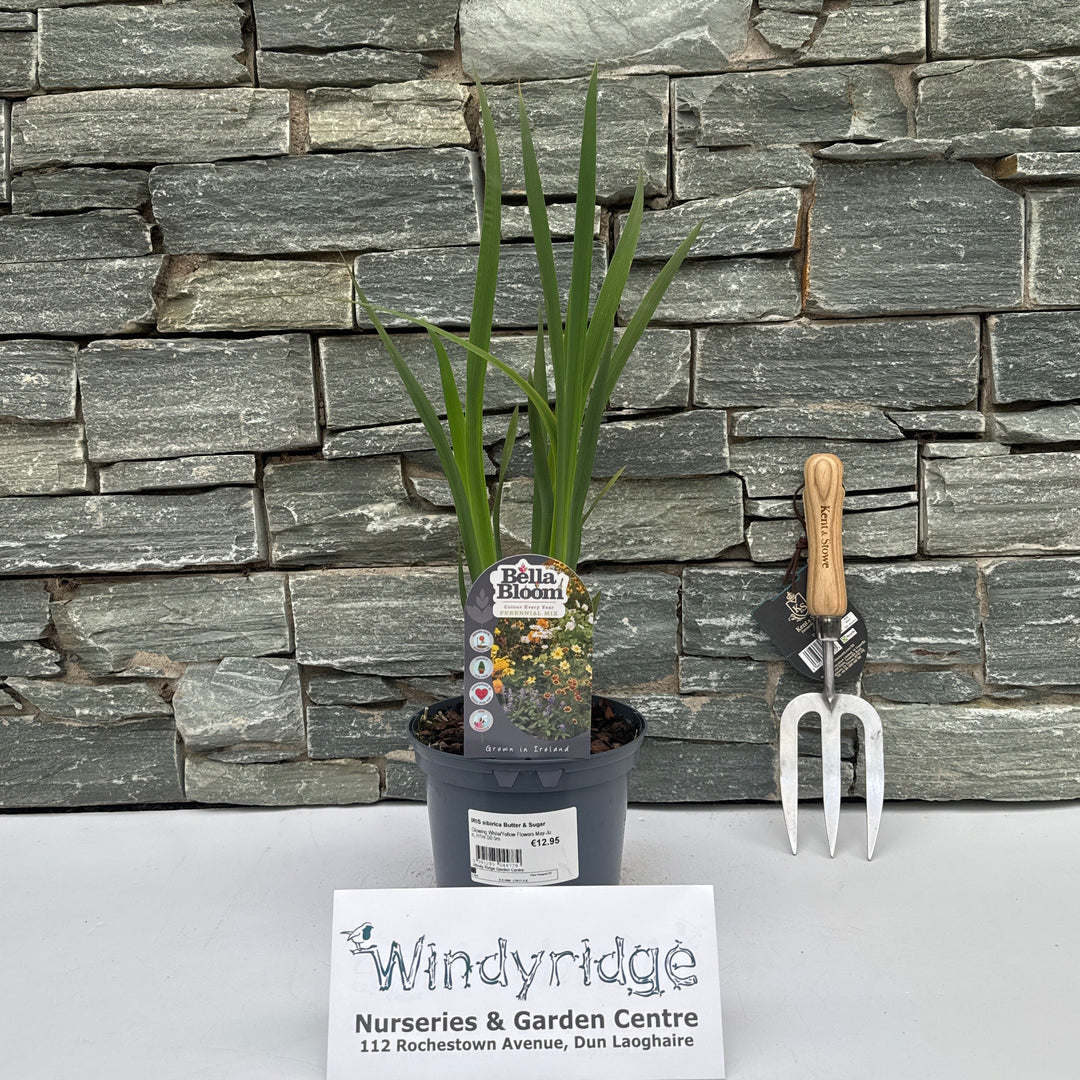 IRIS sibirica Butter & Sugar - Herbaceous - Windyridge Garden Centre