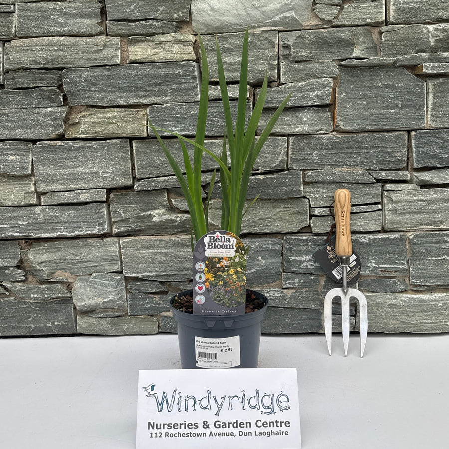 IRIS sibirica Butter & Sugar - Herbaceous - Windyridge Garden Centre