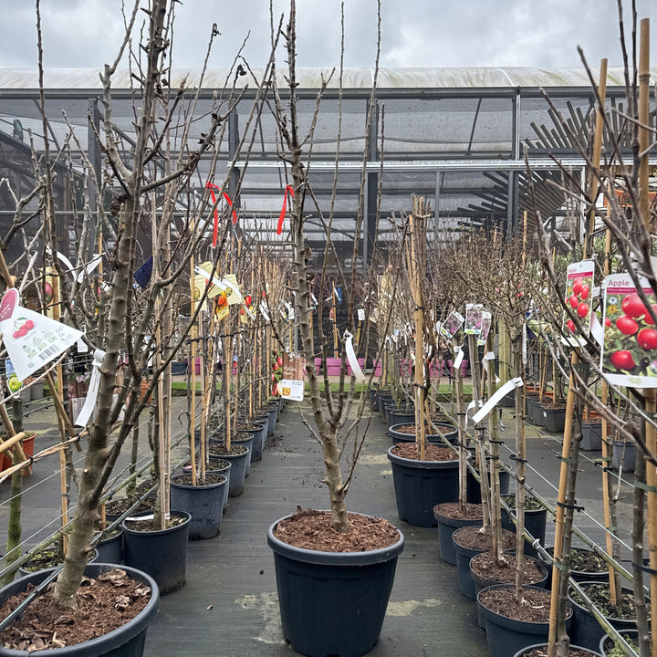 Malus D. Bolero C35 Hs 8/10 Feathered - Trees - Windyridge Garden Centre