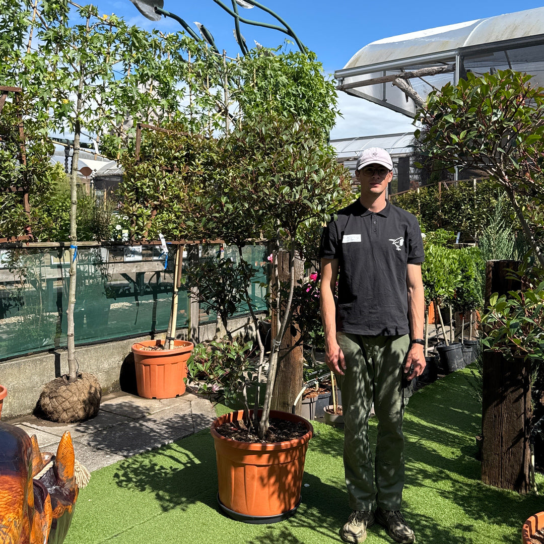 PHOTINIA SERR. RED ROBIN COMPATTA CLT 70 H 160 - 180 CM     PON PON