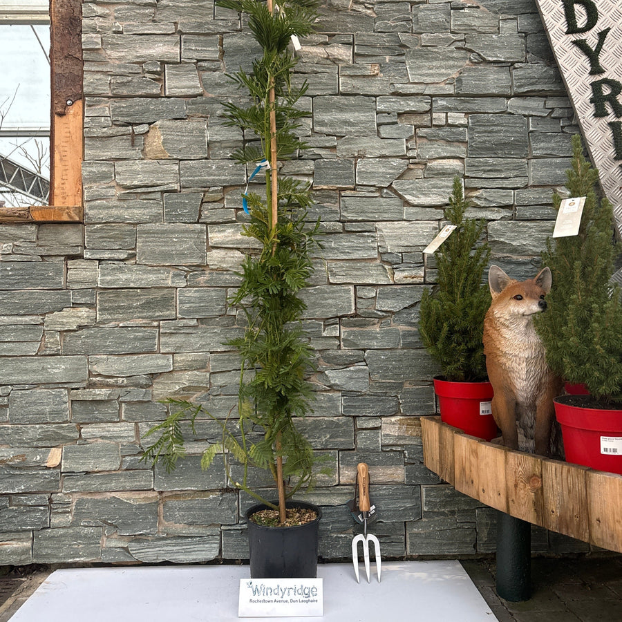 Acacia Deal. Le Gaulois  10L - Trees - Windyridge Garden Centre