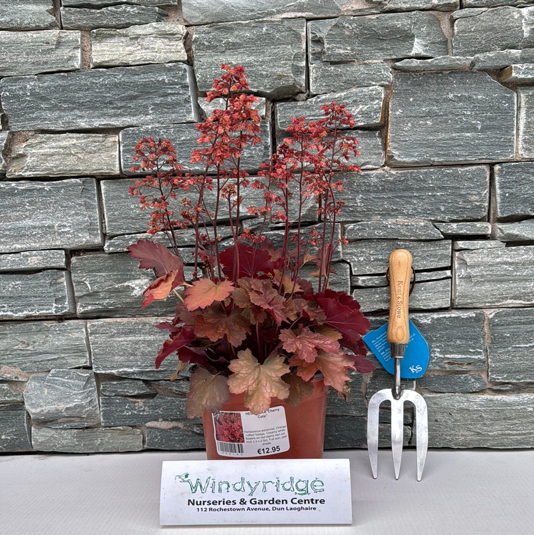 HEUCHERA Cherry Cola
