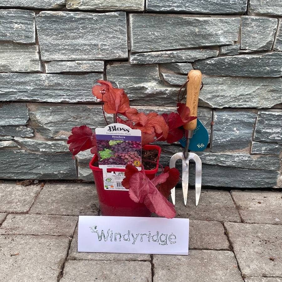 Heuchera Forever Red - Herbaceous - Windyridge Garden Centre