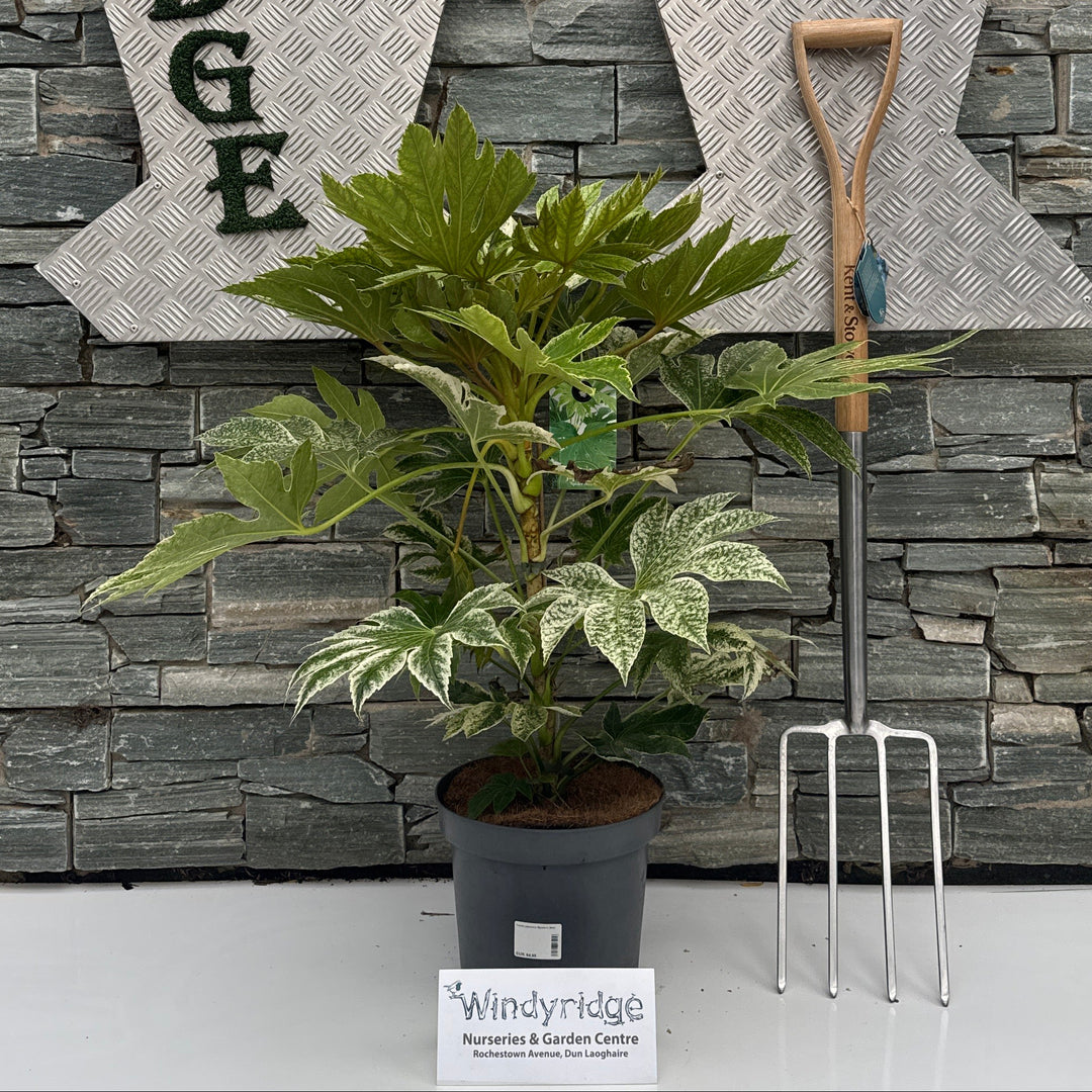 Fatsia japonica Spiders Web