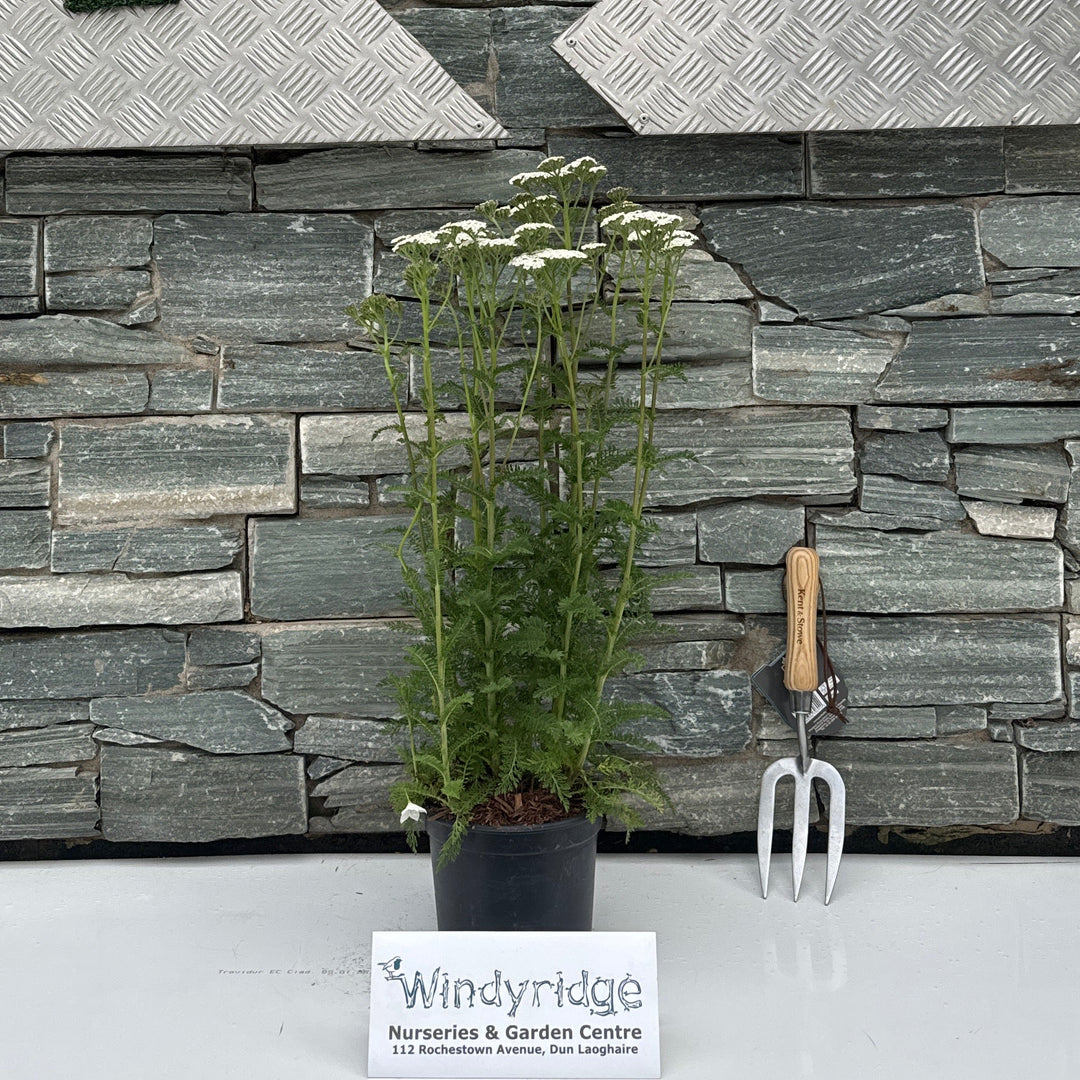 ACHILLEA 'New Vintage White' 2L