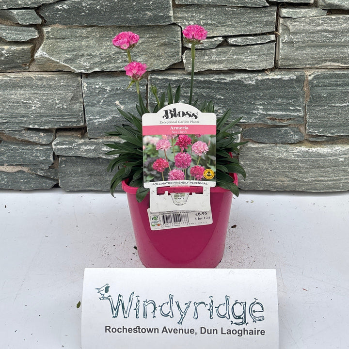 Armeria Dreameria Day Dream