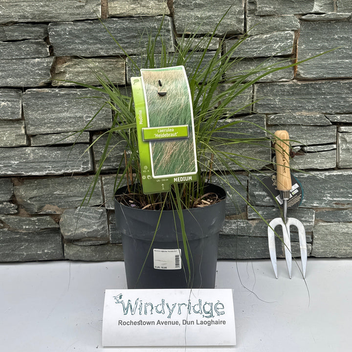Molinia Caerulea 'Heidebraut' 100-125 Cm. - Herbaceous - Windyridge Garden Centre