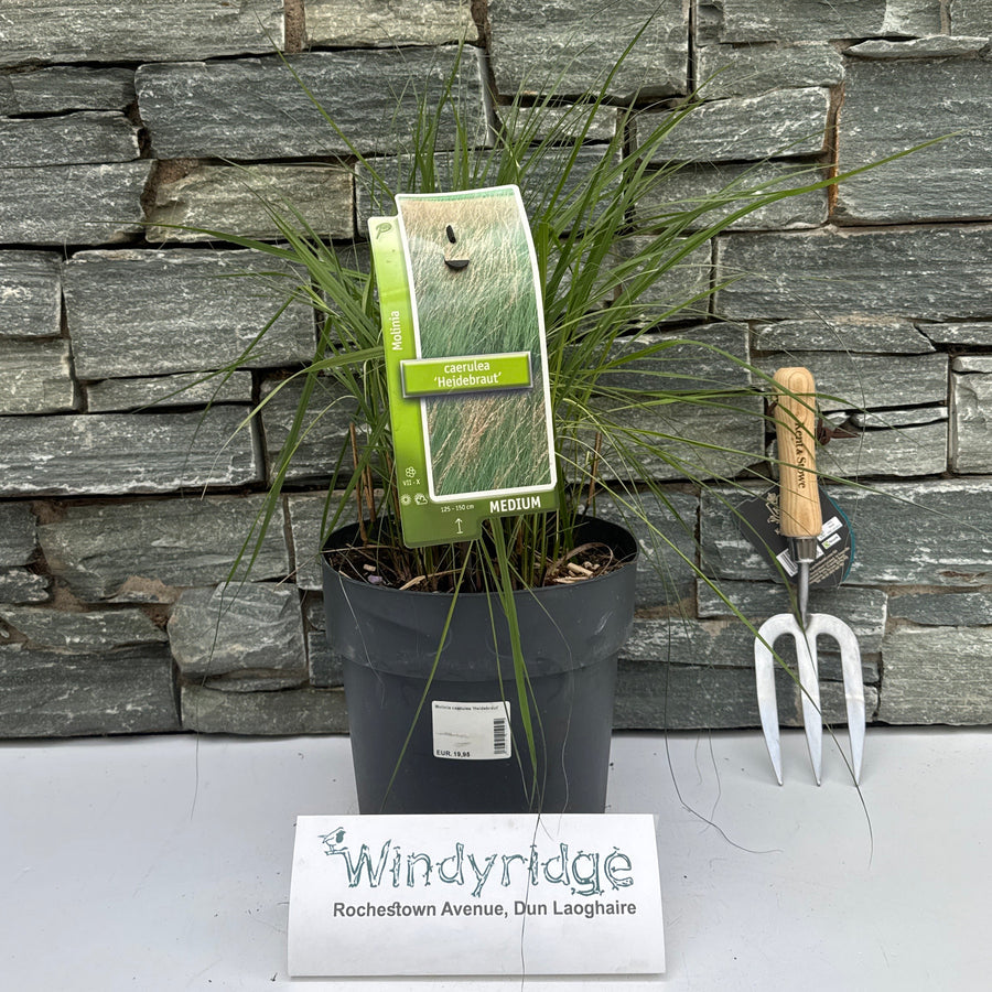 Molinia Caerulea 'Heidebraut' 100-125 Cm. - Herbaceous - Windyridge Garden Centre