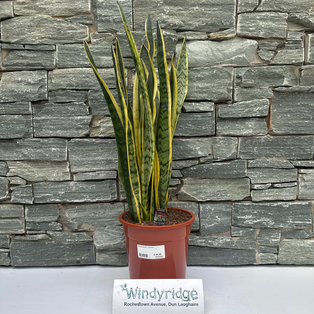 Sansevieria trif. Laurentii²  P21
