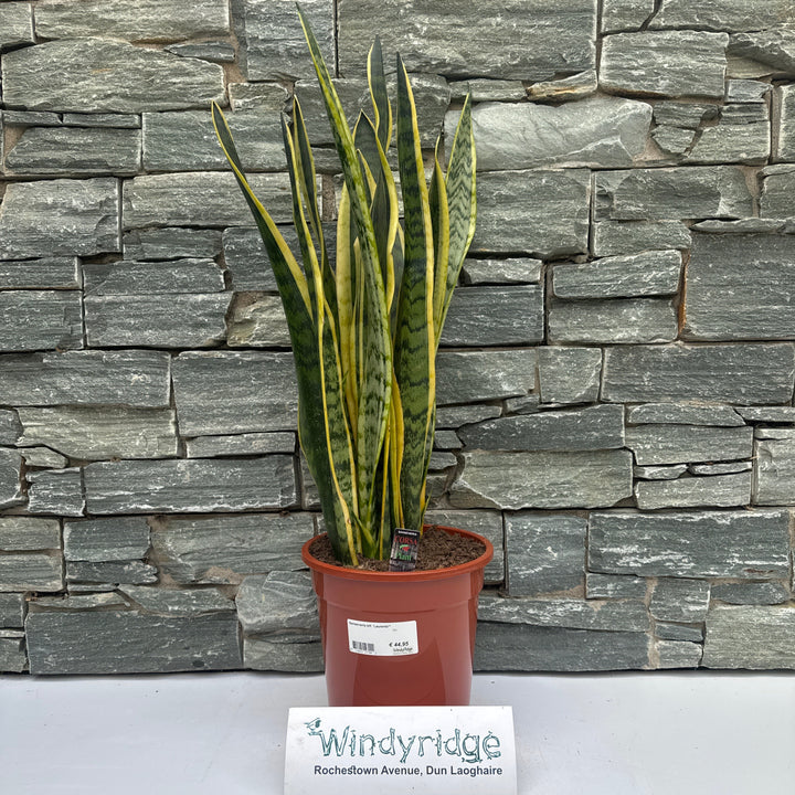 Sansevieria trif. Laurentii²  P21