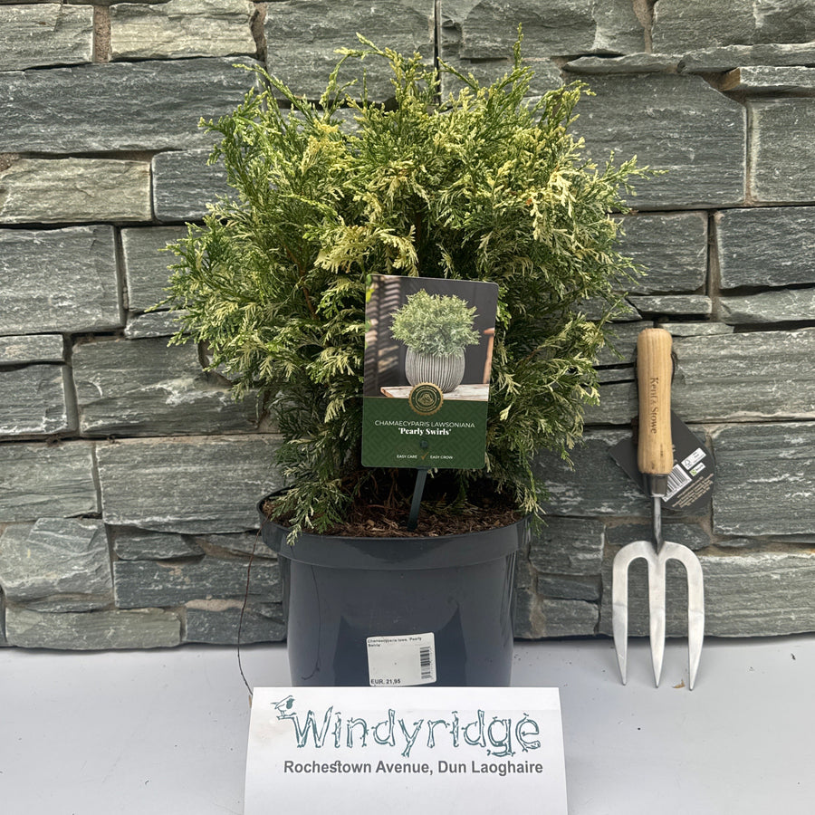 Chamaecyparis Laws. Pearly Swirls - Shrubs - Windyridge Garden Centre