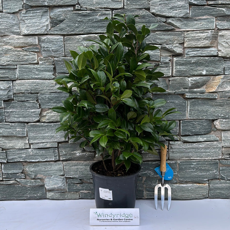 Camellia Jap. Nuccios Cameo - Shrubs - Windyridge Garden Centre
