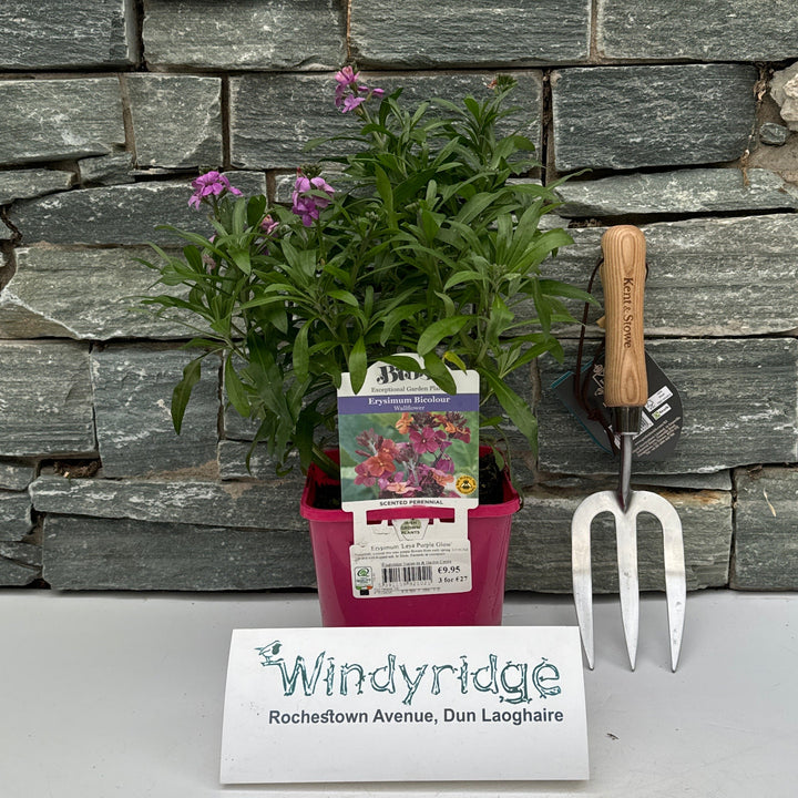 Erysimum Leya Purple Glow