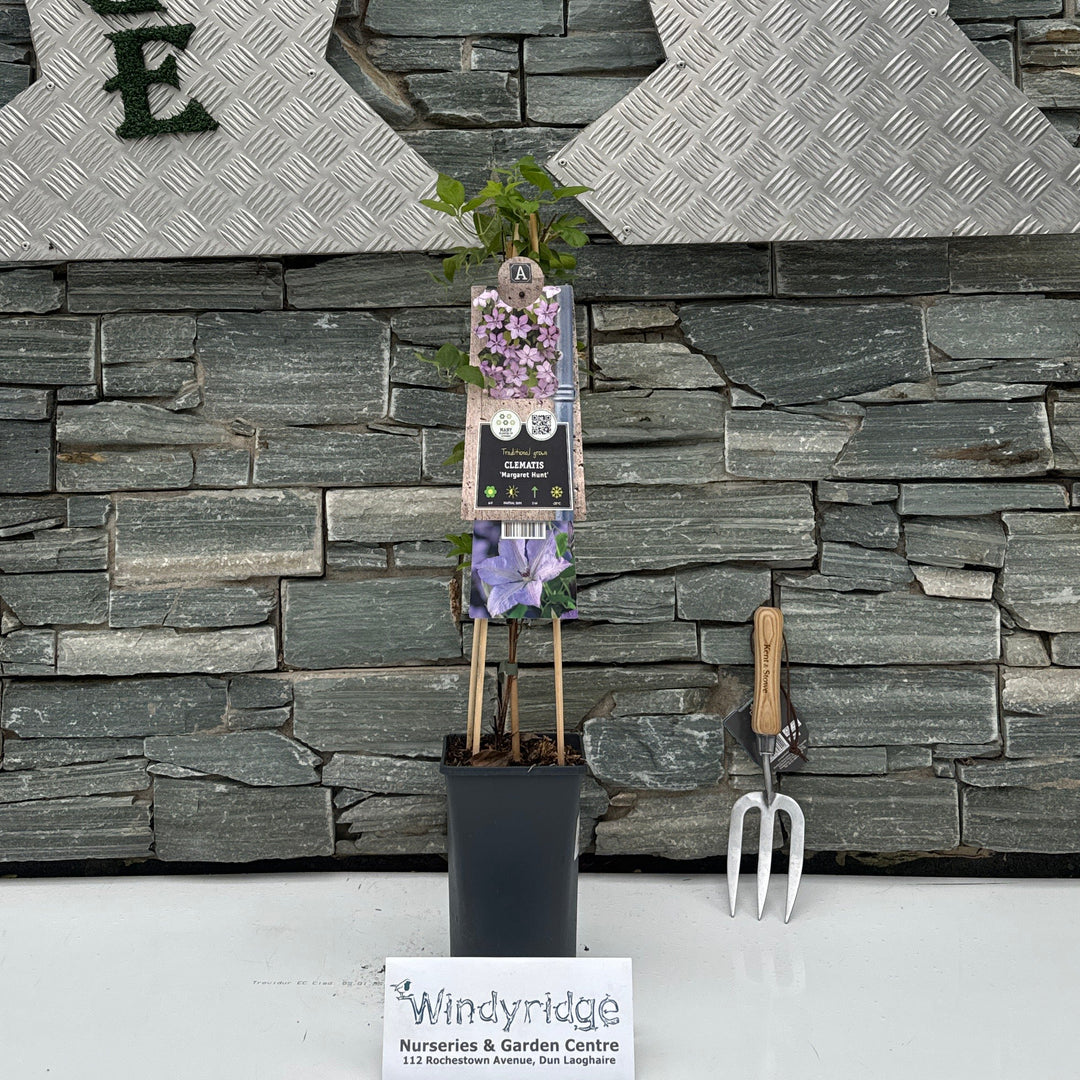 Clematis LL 'Margaret Hunt' 3.0