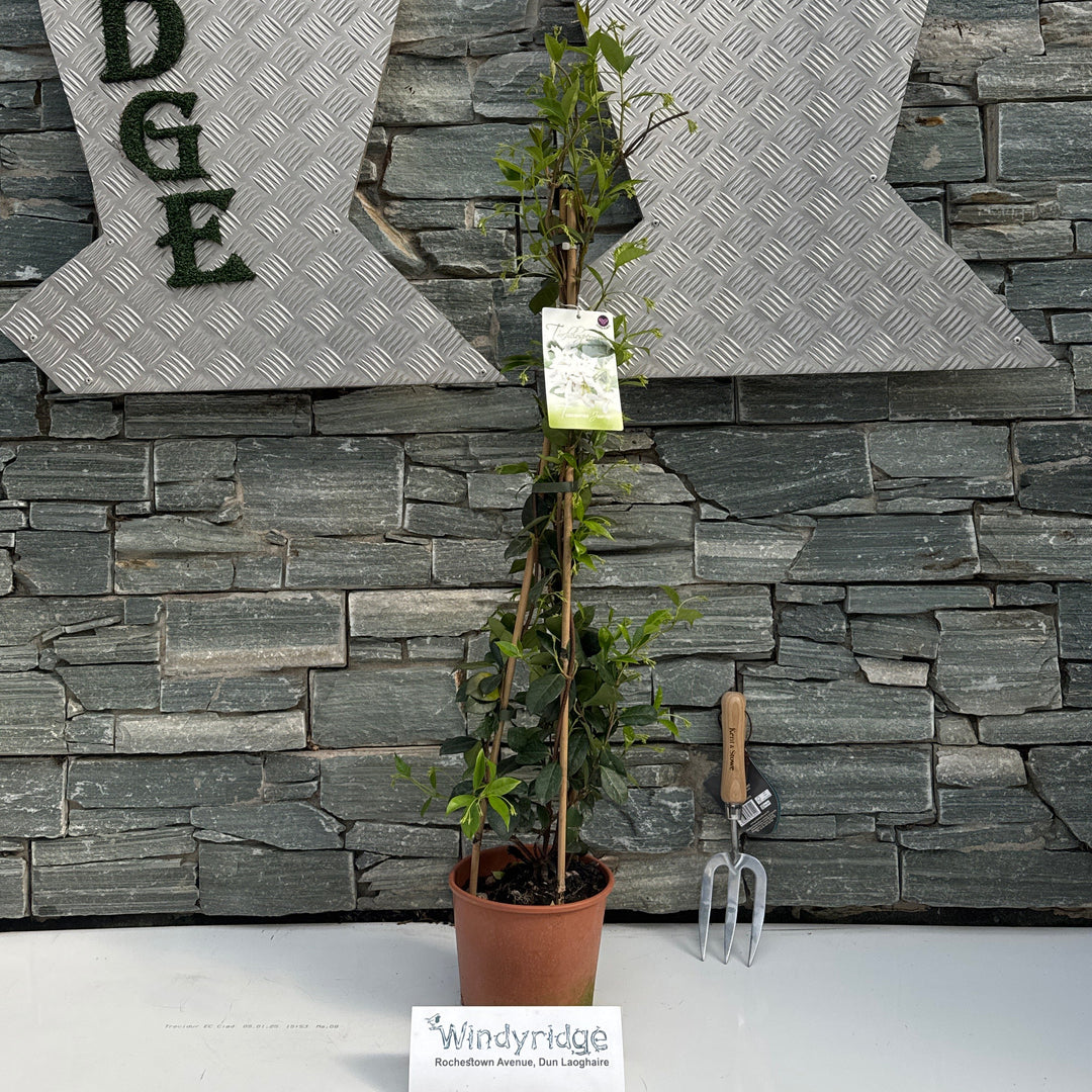 Trachelospermum Jasminoides P19 90Cm Pyramid - Climbers - Windyridge Garden Centre
