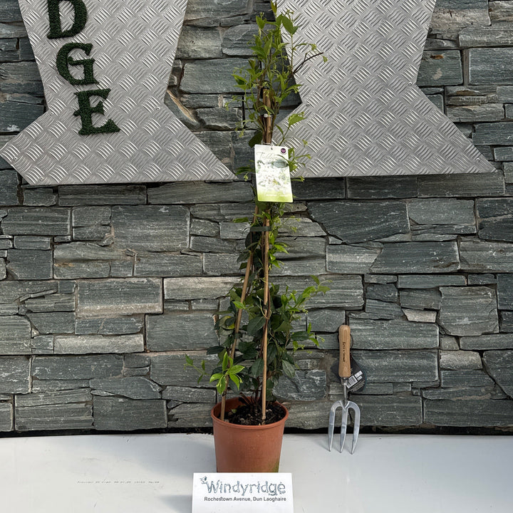 Trachelospermum Jasminoides P19 90Cm Pyramid - Climbers - Windyridge Garden Centre