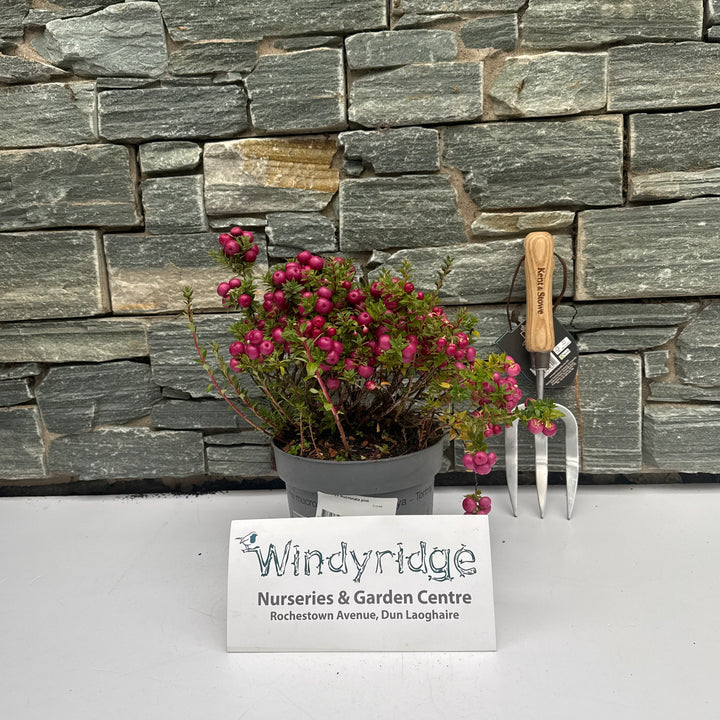 Pernettya mucronata pink  2 Ltr pot