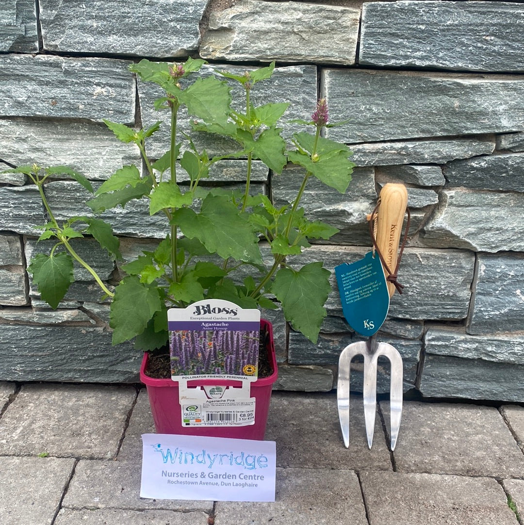 Agastache Pink