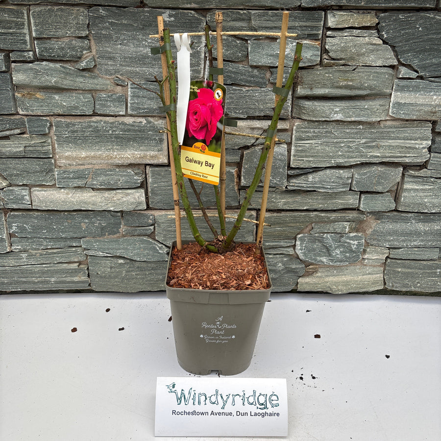 Rosa Galway Bay - Roses - Windyridge Garden Centre