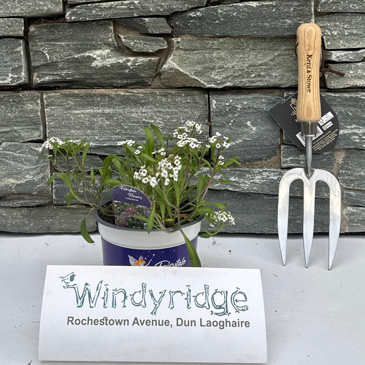 Lobularia White 1L - Bedding - Windyridge Garden Centre