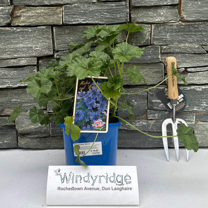 Malva Sylvestris 'Marina' 3 Ltr, Square Pot - Herbaceous - Windyridge Garden Centre