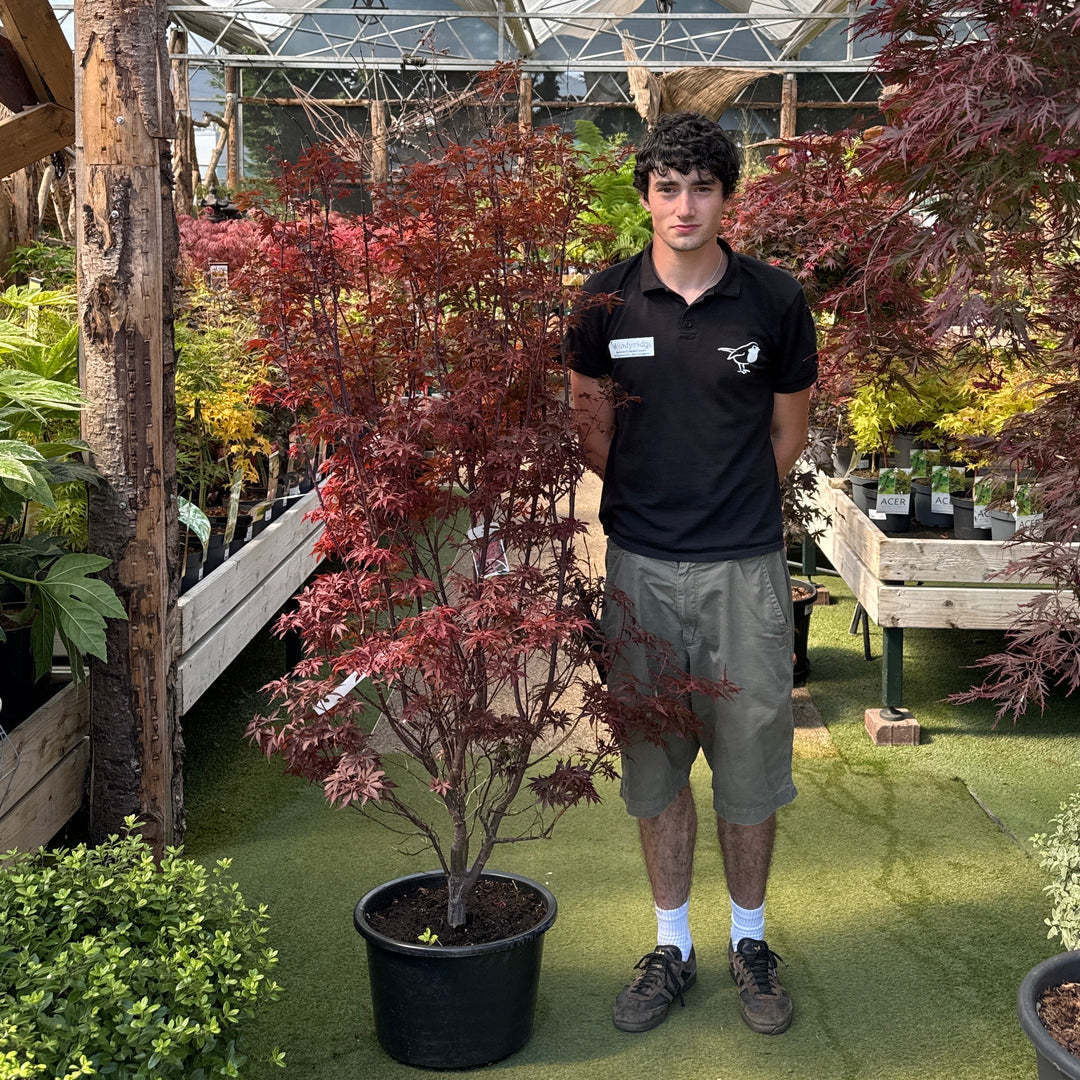 Acer pal. Skeeters Broom