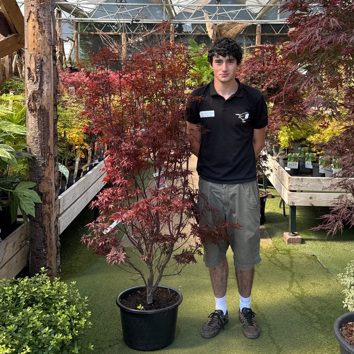 Acer pal. Skeeters Broom