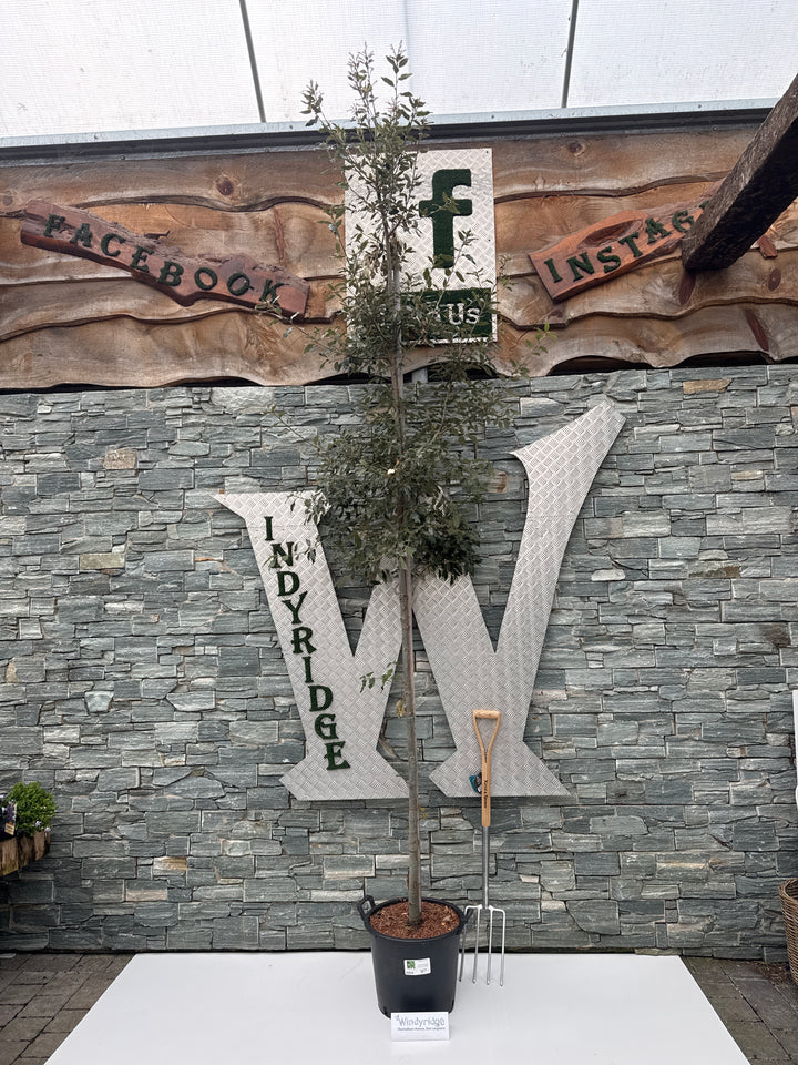 QUERCUS ilex std - Trees - Windyridge Garden Centre