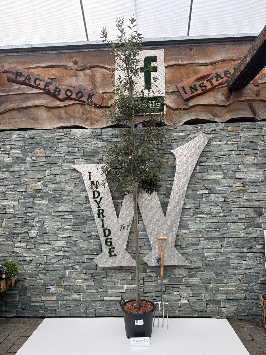 QUERCUS ilex std - Trees - Windyridge Garden Centre