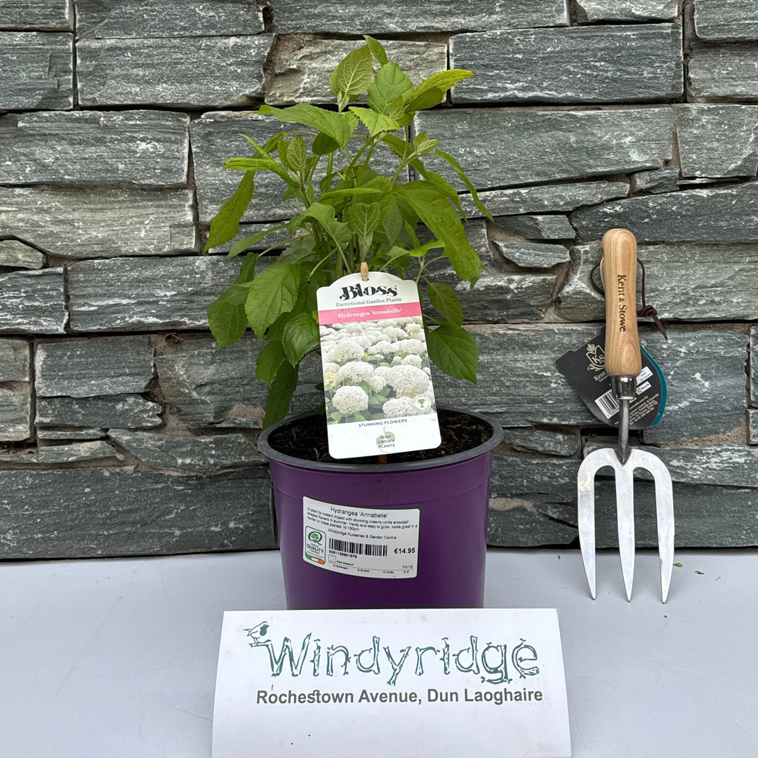 Hydrangea 'Annabelle' 3L - Shrubs - Windyridge Garden Centre