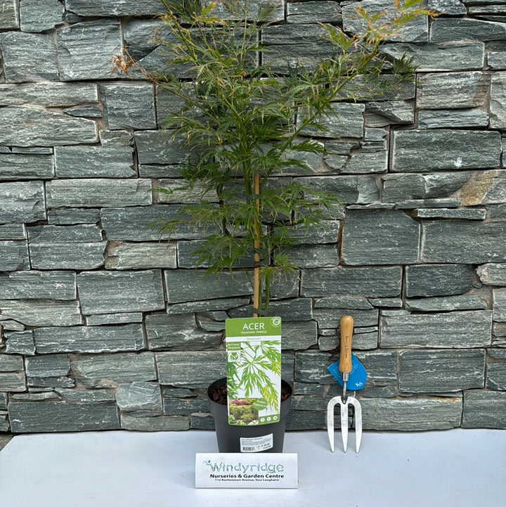 Acer palmatum Dissectum  3 Ltr pot