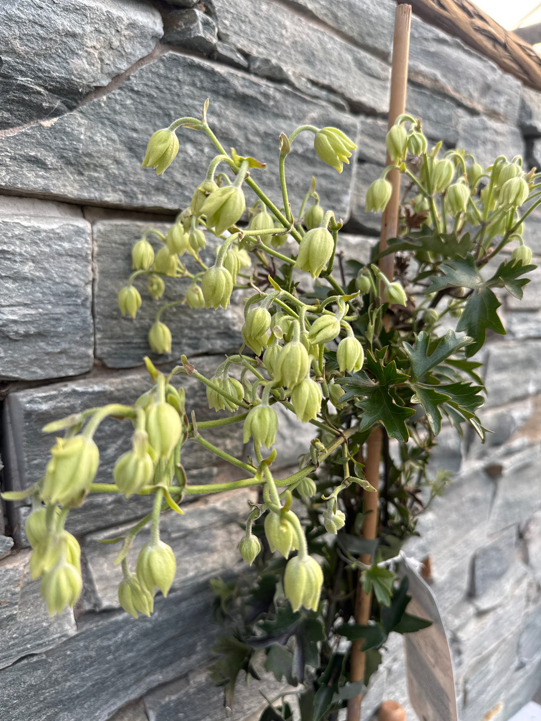 Clematis Avalanche