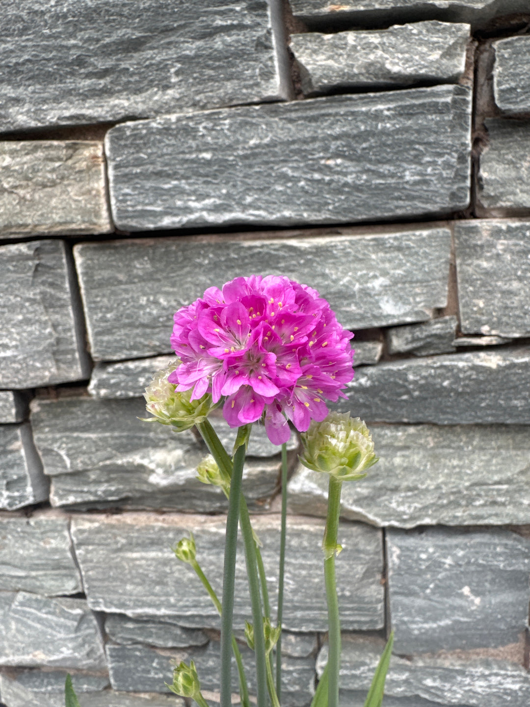 Armeria 1ltr