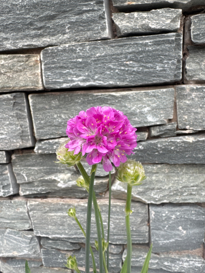 Armeria 1ltr