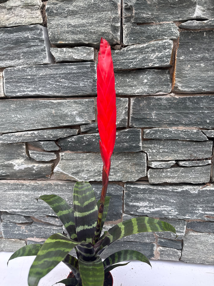 Vriesea Era  P9