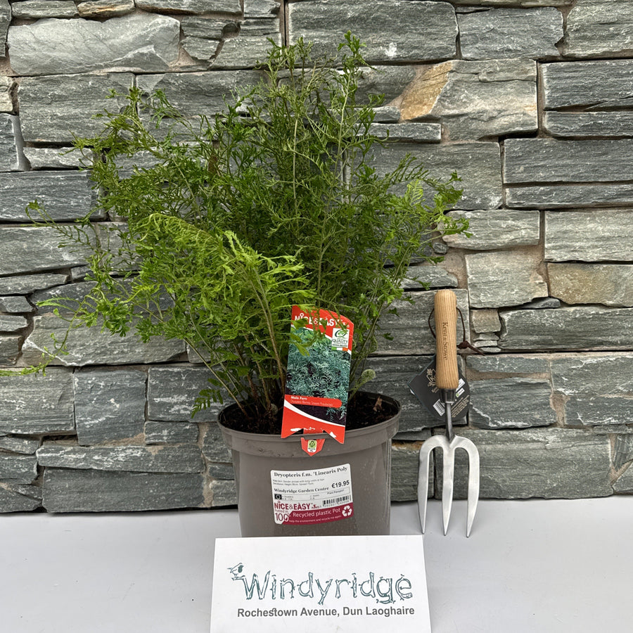 Dryopteris F.M. Linearis Poly - Herbaceous - Windyridge Garden Centre