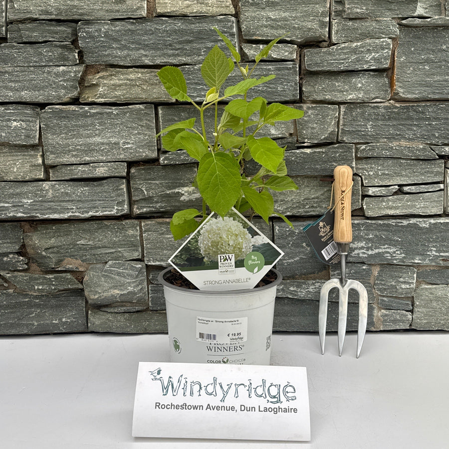 Hydrangea Ar. 'Strong Annabelle'® 30-40 Cm C3 - Shrubs - Windyridge Garden Centre